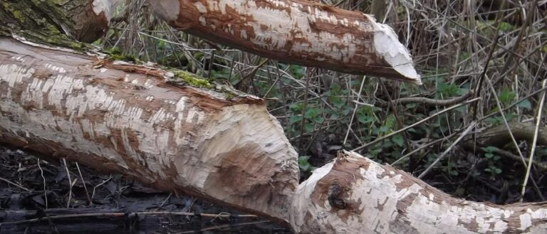 Mehr über den Artikel erfahren Biber Bingo