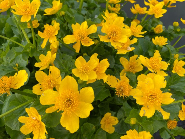 Mehr über den Artikel erfahren Querbeet 2026